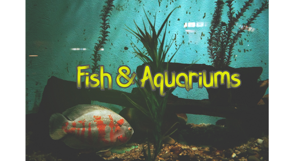 Fish & Aquariums