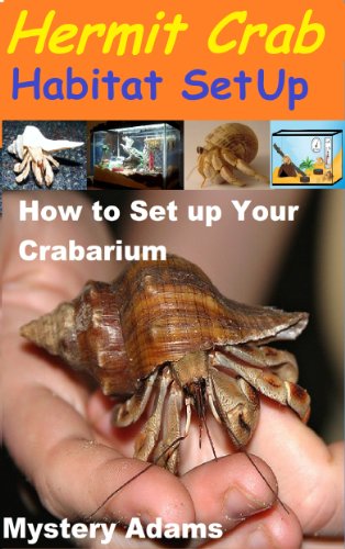 Hermit Crab Habitat Setup : Hermit Crab Care and Habitat Set-up